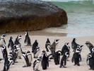 Thumbnail Simons Town Penguins, 001