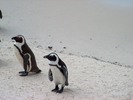 Thumbnail Simons Town Penguins, 002