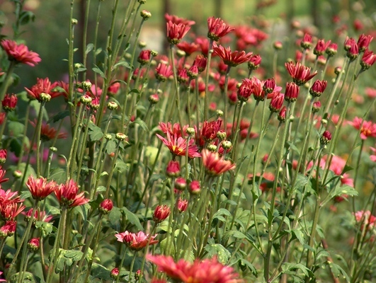 Product picture Field of Flowers, 002