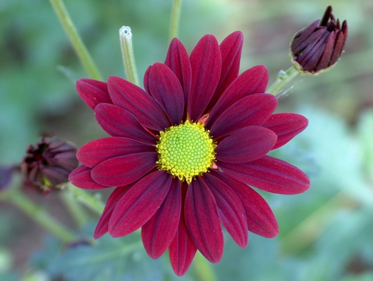 Product picture Single Daizy, 001