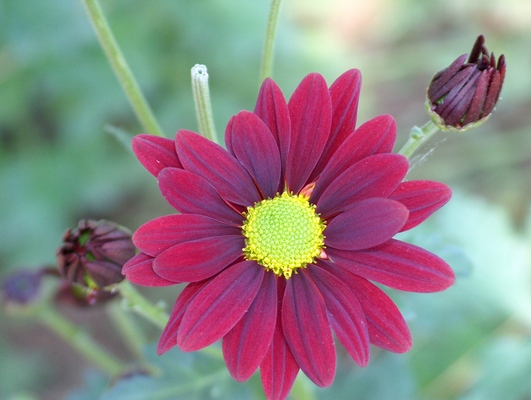 Product picture Single Daizy, 003