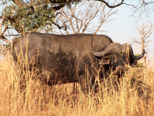 Product picture Lone Buffalo, 001