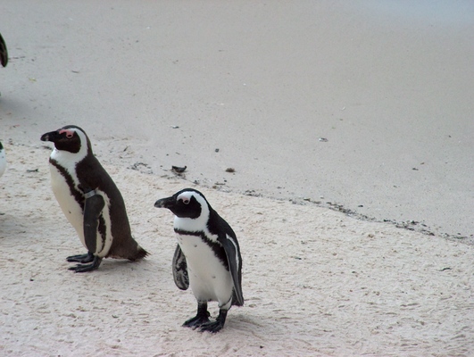 Product picture Simons Town Penguins, 002