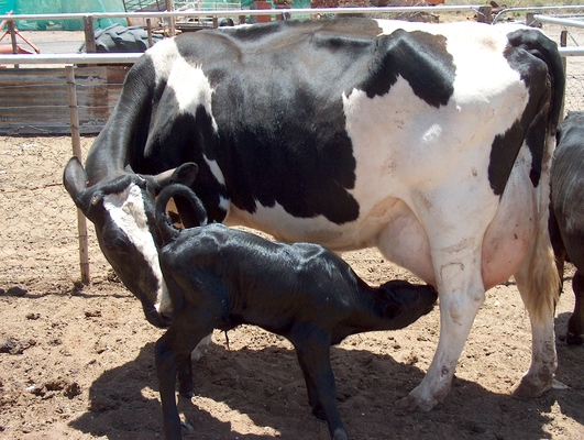 Product picture Cow and Calf, 001